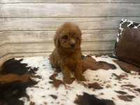 Spice, a female Cavapoo and Poodle - Miniature  for sale in Fulton, KS – 2 of 6