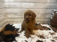Sugar, a female Cavapoo and Poodle - Miniature  for sale in Fulton, KS – 4 of 6