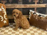 Diesel, a male Cavapoo and Cavalier King Charles Spaniel for sale in Fulton, KS – 1 of 5