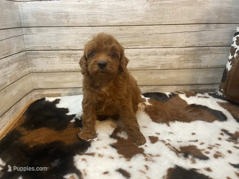 Scout – Cavapoo, Poodle - Miniature  puppy for sale in Fulton, KS