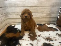 Scout, a male Cavapoo and Poodle - Miniature  for sale in Fulton, KS – 1 of 6
