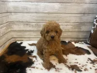 Sophie, a female Cavapoo and Poodle - Miniature  for sale in Fulton, KS – 5 of 6