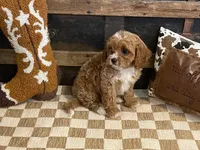 Dexter, a male Cavapoo and Cavalier King Charles Spaniel for sale in Fulton, KS – 5 of 6
