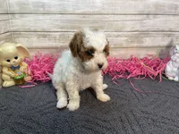 Marsha, a female Cavapoo and Cavalier King Charles Spaniel for sale in Fulton, KS – Photo 2 of 5