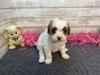 Marsha, a female Cavapoo and Cavalier King Charles Spaniel for sale in Fulton, KS – Photo 5 of 5