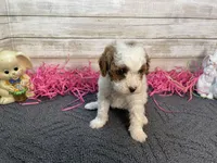 Marsha, a female Cavapoo and Cavalier King Charles Spaniel for sale in Fulton, KS – Photo 3 of 5