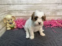 Marsha, a female Cavapoo and Cavalier King Charles Spaniel for sale in Fulton, KS – Photo 1 of 5
