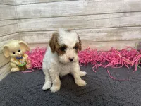 Marsha, a female Cavapoo and Cavalier King Charles Spaniel for sale in Fulton, KS – Photo 4 of 5