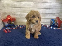 Sky, a female Cavapoo and Cavalier King Charles Spaniel for sale in Fulton, KS – 4 of 7