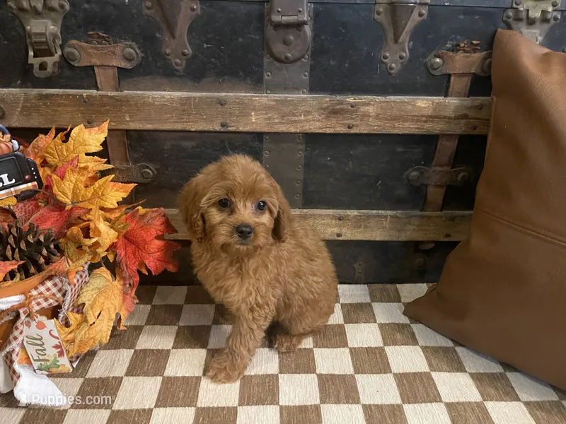 Sugar – Cavapoo, Poodle - Miniature  puppy for sale in Fulton, KS