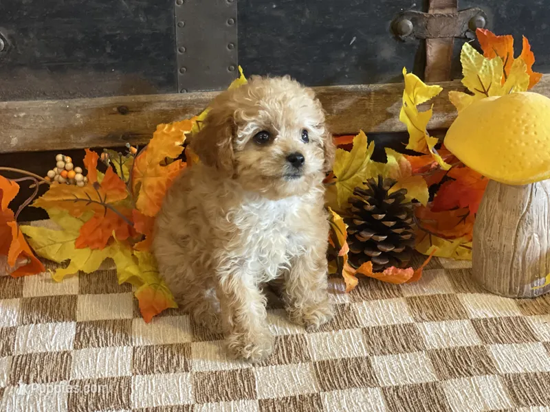 Miley – Cavapoo, Cavalier King Charles Spaniel puppy for sale in Fulton, KS