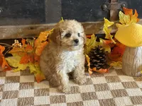 Miley, a female Cavapoo and Cavalier King Charles Spaniel for sale in Fulton, KS – 1 of 5