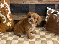Duke, a male Cavapoo and Cavalier King Charles Spaniel for sale in Fulton, KS – 2 of 6