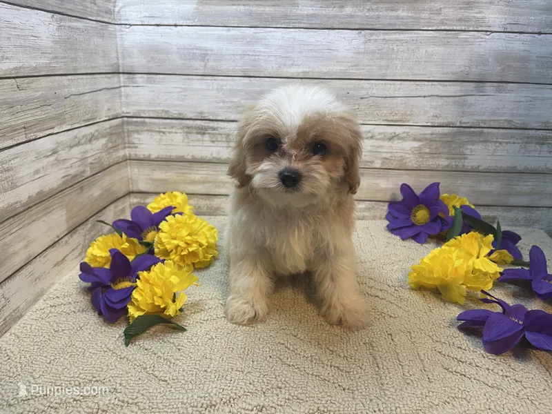 William – Cavapoo, Cavalier King Charles Spaniel puppy for sale in Fulton, KS