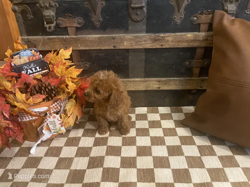 Samson – Cavapoo, Poodle - Miniature  puppy for sale in Fulton, KS