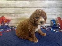 Sandy, a female Cavapoo and Cavalier King Charles Spaniel for sale in Fulton, KS – 6 of 8