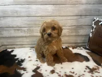 Scooter, a male Cavapoo and Poodle - Miniature  for sale in Fulton, KS – 7 of 8