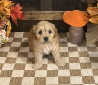 Author, a male Cavapoo and Cavalier King Charles Spaniel for sale in Fulton, KS – 2 of 5