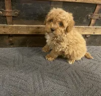 Thurston, a male Cavapoo and Cavalier King Charles Spaniel for sale in Fulton, KS – 5 of 5