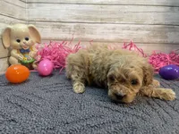 Thurston, a male Cavapoo and Cavalier King Charles Spaniel for sale in Fulton, KS – Photo 3 of 5