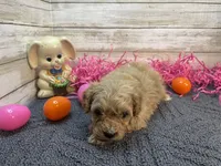 Thurston, a male Cavapoo and Cavalier King Charles Spaniel for sale in Fulton, KS – Photo 2 of 5