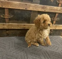 Thurston, a male Cavapoo and Cavalier King Charles Spaniel for sale in Fulton, KS – 3 of 5