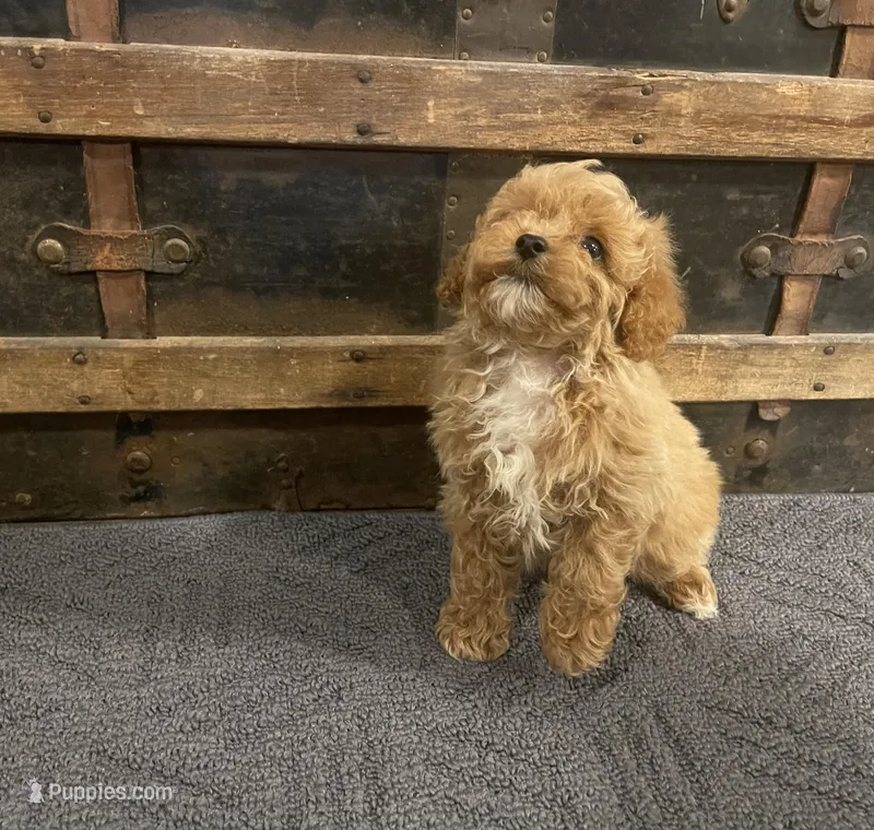 Thurston – Cavapoo, Cavalier King Charles Spaniel puppy for sale in Fulton, KS