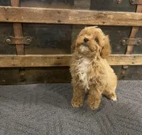 Thurston, a male Cavapoo and Cavalier King Charles Spaniel for sale in Fulton, KS – 1 of 5