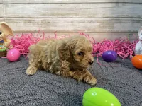 Thurston, a male Cavapoo and Cavalier King Charles Spaniel for sale in Fulton, KS – Photo 4 of 5