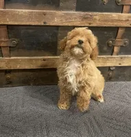 Thurston, a male Cavapoo and Cavalier King Charles Spaniel for sale in Fulton, KS – 2 of 5