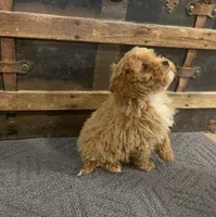 Thurston, a male Cavapoo and Cavalier King Charles Spaniel for sale in Fulton, KS – 4 of 5