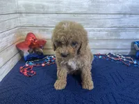 Sunny, a female Cavapoo and Cavalier King Charles Spaniel for sale in Fulton, KS – 4 of 4