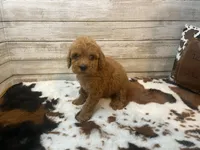 Stanley, a male Cavapoo and Poodle - Miniature  for sale in Fulton, KS – 5 of 7