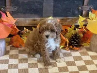 Milo, a male Cavapoo and Cavalier King Charles Spaniel for sale in Fulton, KS – 6 of 7