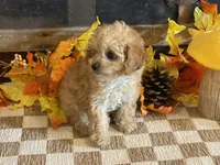 Miley, a female Cavapoo and Cavalier King Charles Spaniel for sale in Fulton, KS – 3 of 5