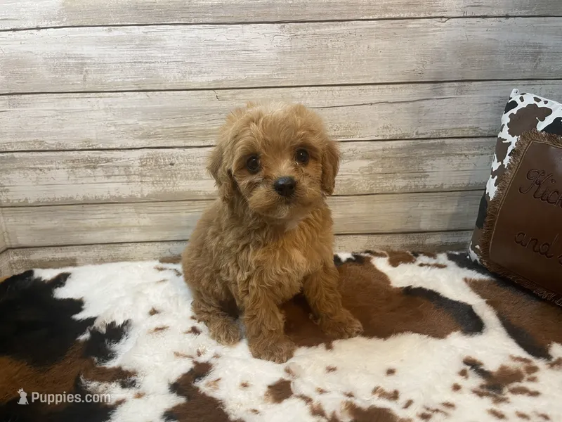 Scooter – Cavapoo, Poodle - Miniature  puppy for sale in Fulton, KS