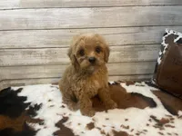 Scooter, a male Cavapoo and Poodle - Miniature  for sale in Fulton, KS – 1 of 8