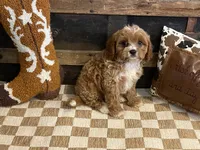 Dexter, a male Cavapoo and Cavalier King Charles Spaniel for sale in Fulton, KS – 1 of 6