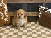 Baxter, a male Cavapoo and Cavalier King Charles Spaniel for sale in Fulton, KS – 6 of 7