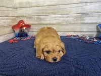 Sherman, a male Cavapoo and Cavalier King Charles Spaniel for sale in Fulton, KS – 8 of 8