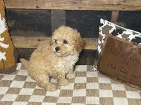 Buster, a male Cavapoo and Cavalier King Charles Spaniel for sale in Fulton, KS – 6 of 6