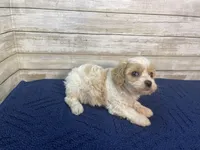 Mathew, a male Cavachon for sale in Fulton, KS – Photo 8 of 8