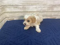 Mathew, a male Cavachon for sale in Fulton, KS – Photo 2 of 8