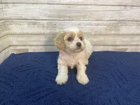Mathew, a male Cavachon for sale in Fulton, KS – Photo 6 of 8