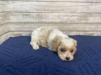 Mathew, a male Cavachon for sale in Fulton, KS – Photo 5 of 8