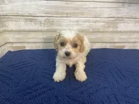 Mathew, a male Cavachon for sale in Fulton, KS – Photo 4 of 8