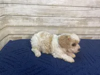 Mathew, a male Cavachon for sale in Fulton, KS – Photo 7 of 8