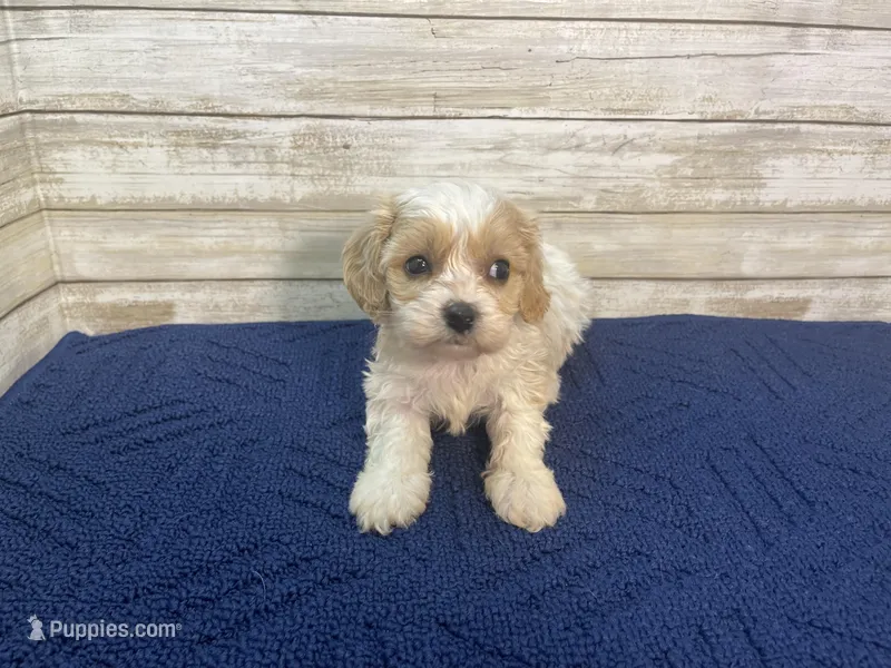 Mathew – Cavachon puppy on hold in Fulton, KS