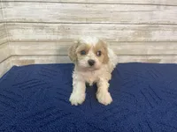 Mathew, a male Cavachon for sale in Fulton, KS – Photo 1 of 8