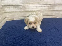 Mathew, a male Cavachon for sale in Fulton, KS – Photo 3 of 8